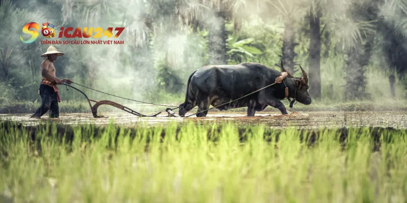 Giấc mơ thấy chăn trâu, dắt trâu trên cánh đồng